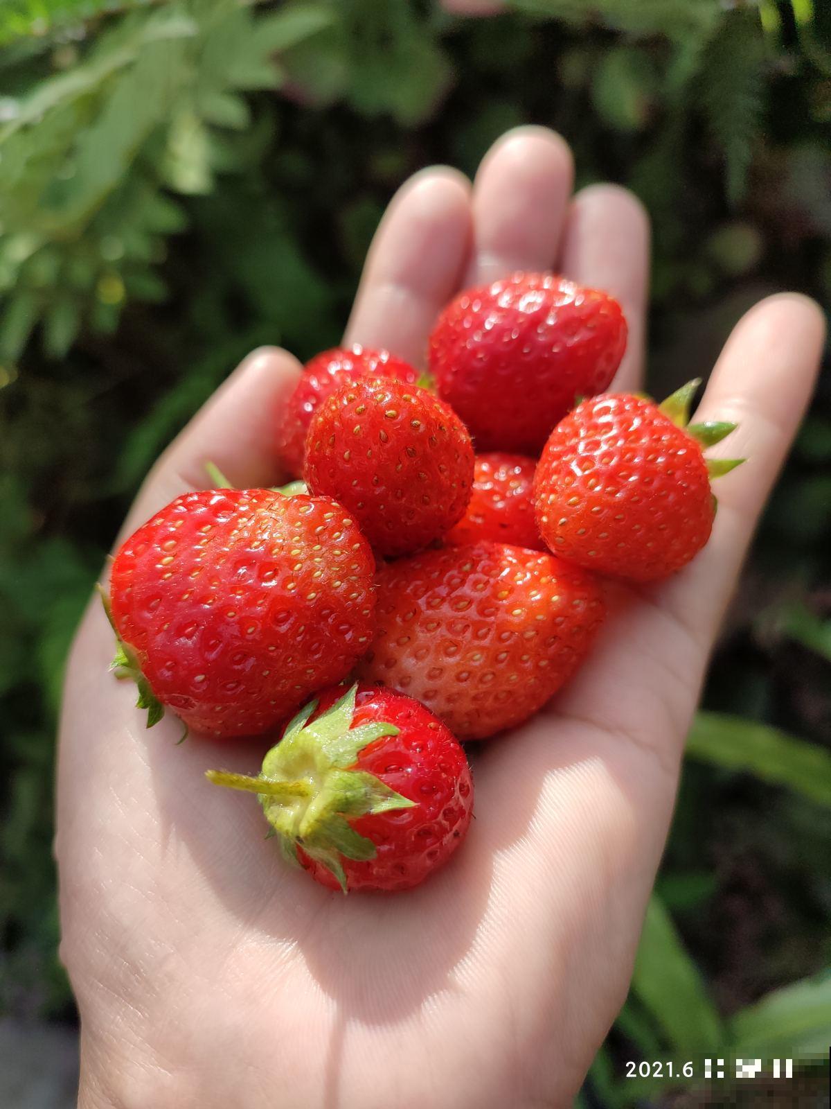 草莓疯狂涨价，却不是应季水果，4种平价水果才“香”