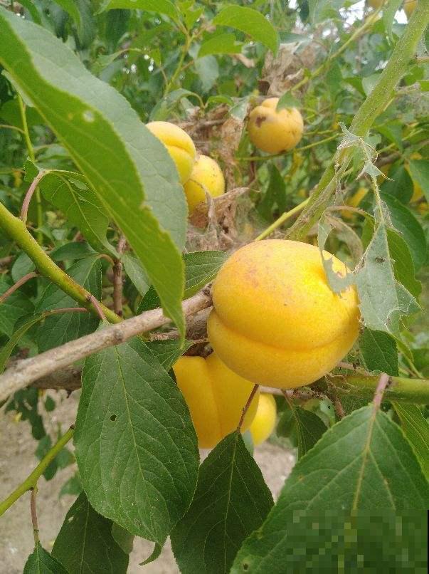 院子种果树最旺宅，尤其是这5种，全是好寓意