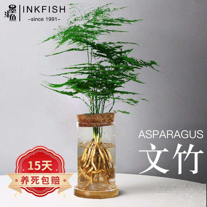 有格调的人都爱养的花，叶子美得像油画，多喷水是关键