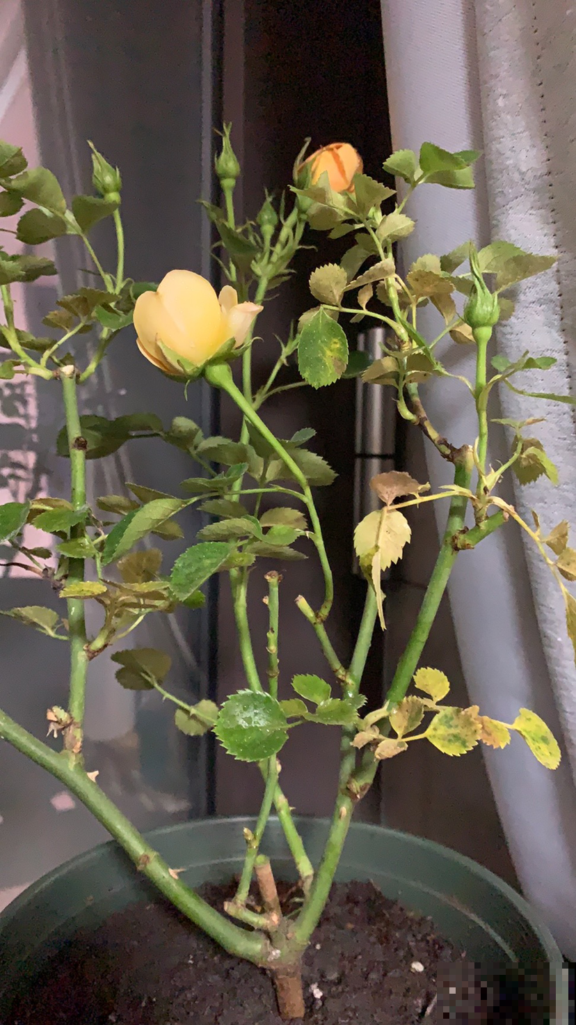 买回家的花,叶子哗哗掉一地,简直成了光杆司令,究竟为啥? 买回家的花,叶子哗哗掉一地,简直成了光杆司令,究竟为啥?