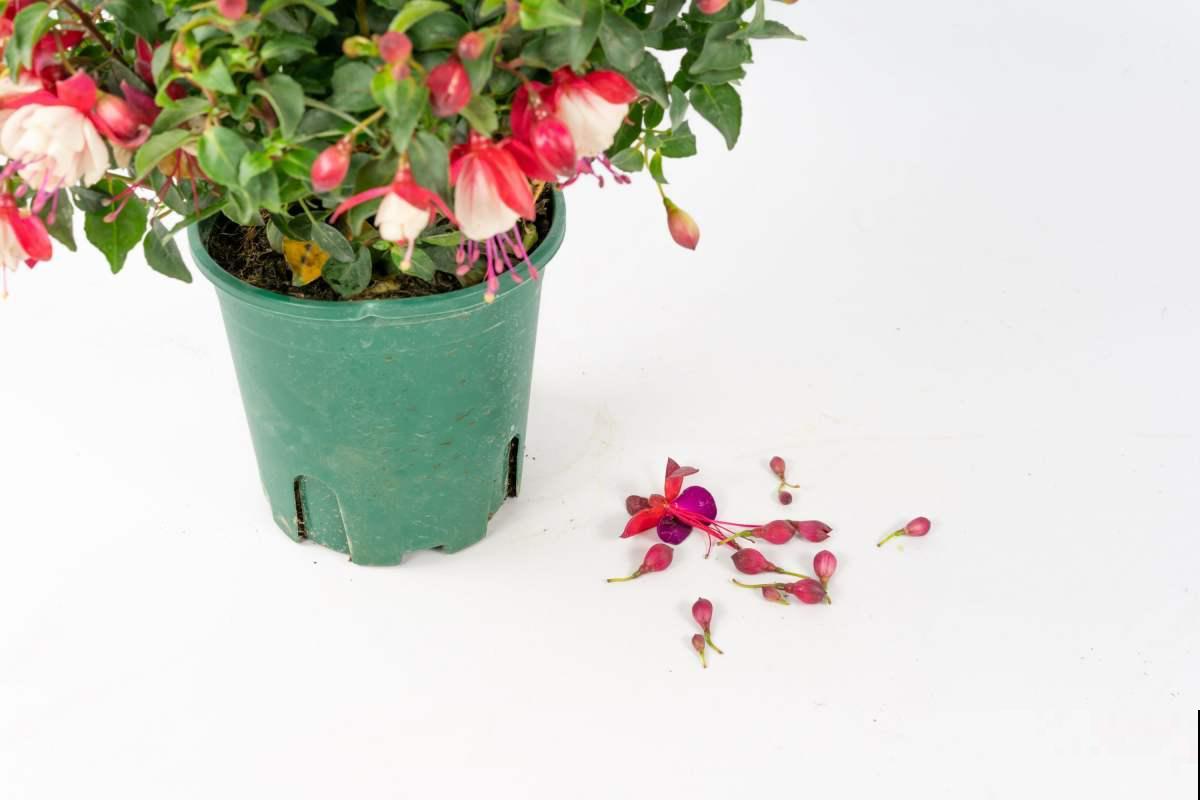 年宵花里的“冤大头”，年年买，年年养死，真是浪费钱