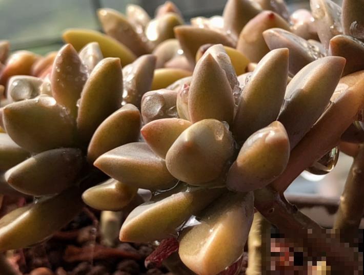 养多肉学会4要点，养出绝美老桩头，杆子比手指头还粗