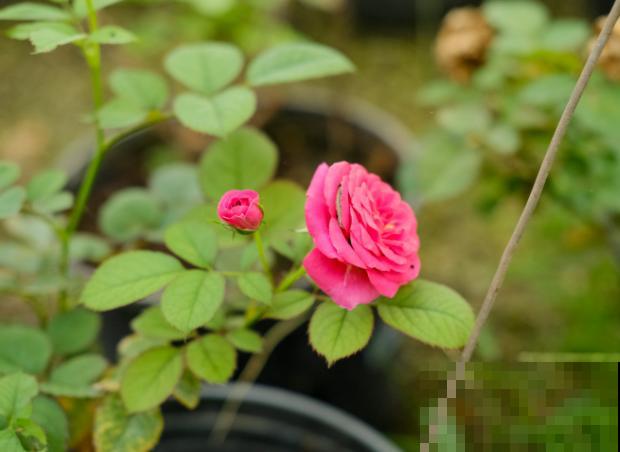 月季花嫩芽尖发黑，主要和这4点有关，及时处理就能拯救