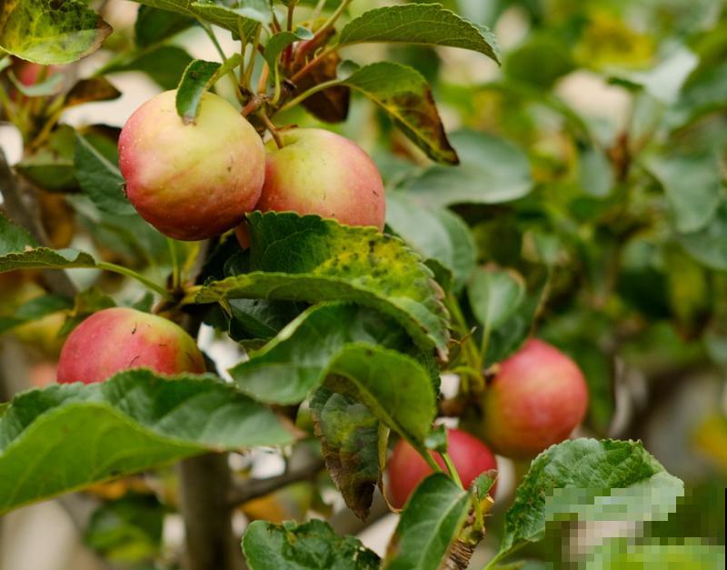 冬红果的养殖很简单，注意这6点，轻松养护