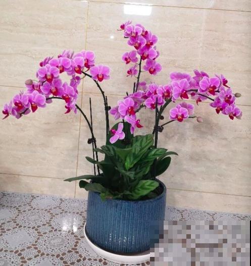 4种带“兰”字的花,过年遭哄抢,搬回家却变“一次性”,值吗 4种带“兰”字的花,过年遭哄抢,搬回家却变“一次性”,值吗