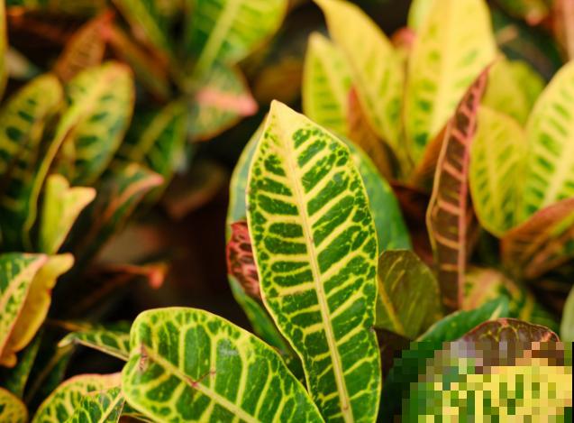 变色木养殖总掉叶子,快挪到散光处,轻松解决掉叶问题 变色木养殖总掉叶子,快挪到散光处,轻松解决掉叶问题