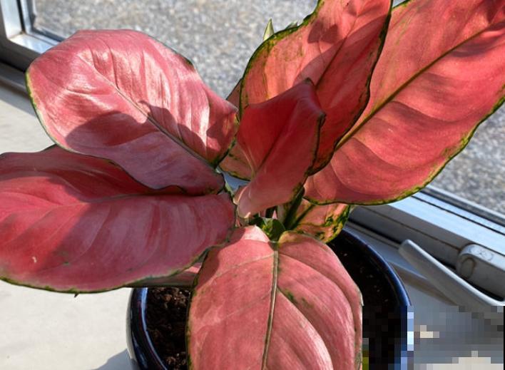 家里养盆吉利红,注意这5点,轻松实现爆盆 家里养盆吉利红,注意这5点,轻松实现爆盆