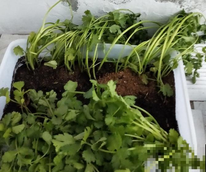 吃完的香菜根不要扔，记住这3步，轻松种植