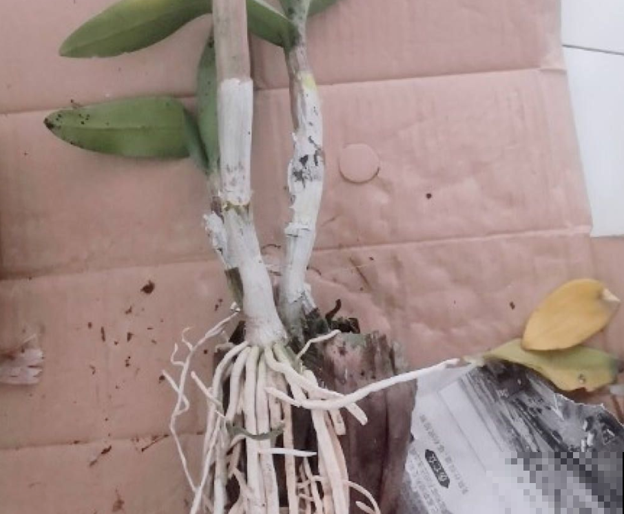 扦插总黑杆,4个方法秒变扦插“金手指”,插多少活多少 扦插总黑杆,4个方法秒变扦插“金手指”,插多少活多少