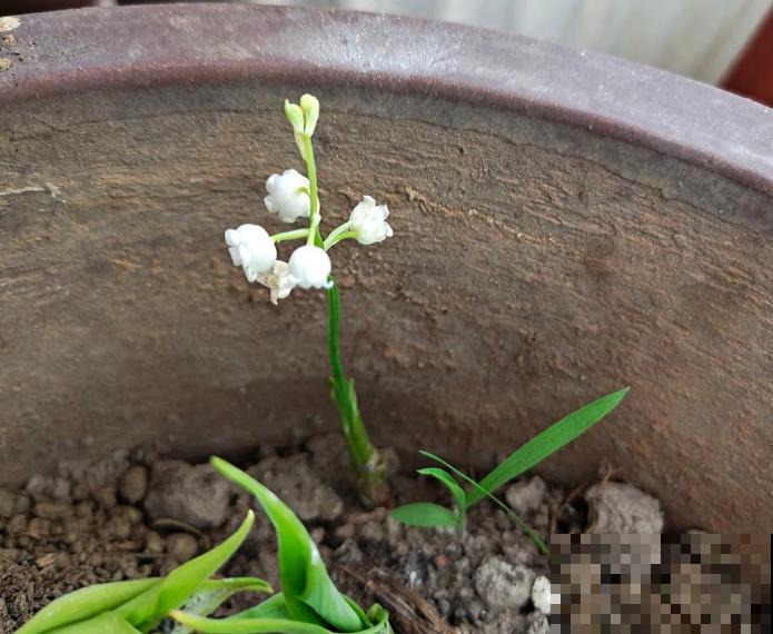 高颜值的铃兰，在家种一盆，遇到休眠期注意这4点