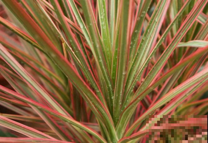 1种树被称作“七彩树”，耐阴颜值高，越养越上瘾