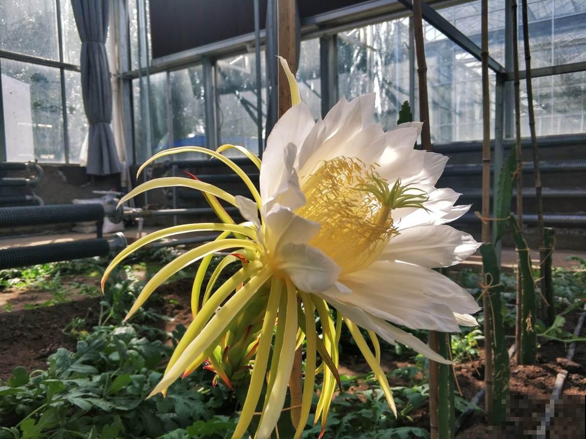 工薪族舍不得买的4种花,个个昂贵有气质,有钱了一定要买个遍 工薪族舍不得买的4种花,个个昂贵有气质,有钱了一定要买个遍