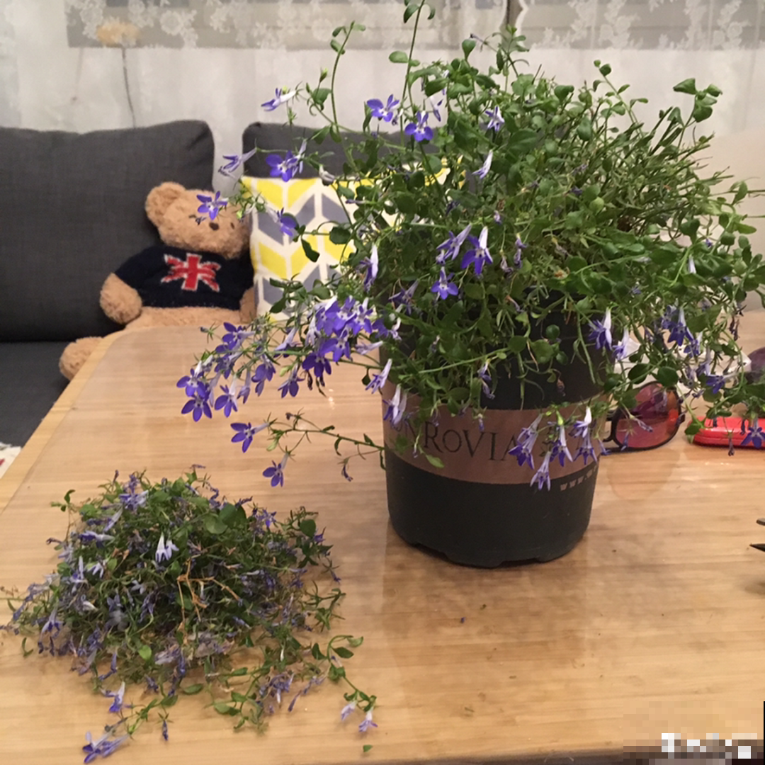 小阳台的爆花机器,1棵爆出一大盆,窗台、晾衣杆都挂满 小阳台的爆花机器,1棵爆出一大盆,窗台、晾衣杆都挂满