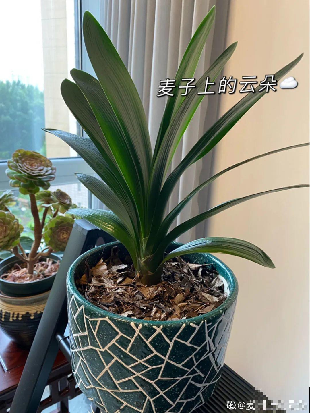 10种过年花，湿养能活命，干养会送命！