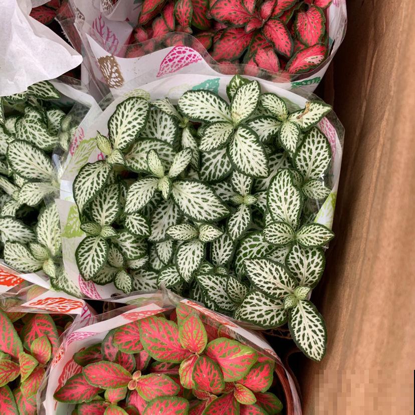 彩叶植物比花美,还特别好养,成为年轻人的心头好 彩叶植物比花美,还特别好养,成为年轻人的心头好