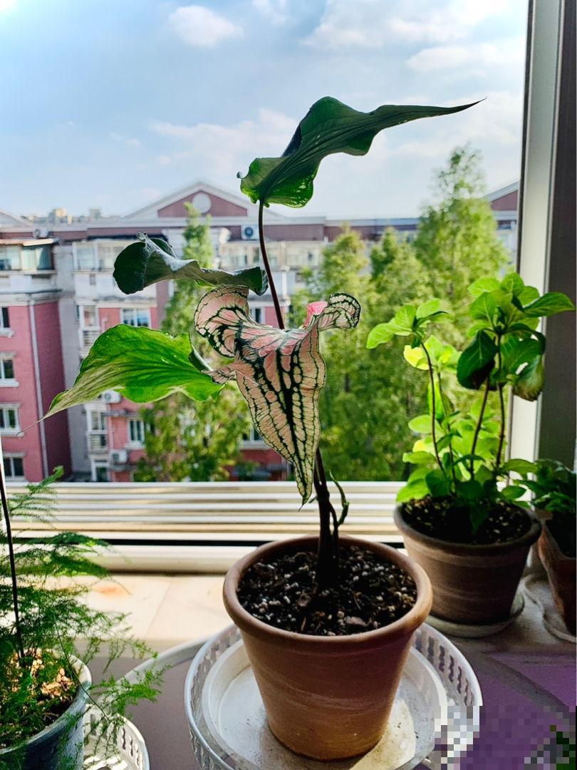 有格调的人爱养6种花，叶子颜值堪比油画，有气质好养活