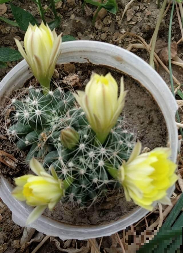 为什么花市买的花回家养不活，原因竟然在这，可要记住了