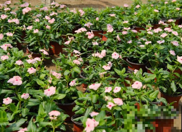 长春花种植简单，记住这3点，养殖没问题