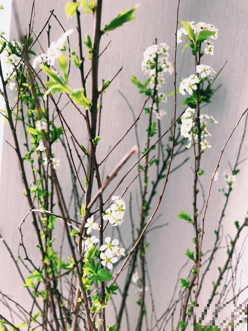 有格调的人,都爱养这4种年宵花,花期长寓意好,摆在家里有气质 有格调的人,都爱养这4种年宵花,花期长寓意好,摆在家里有气质