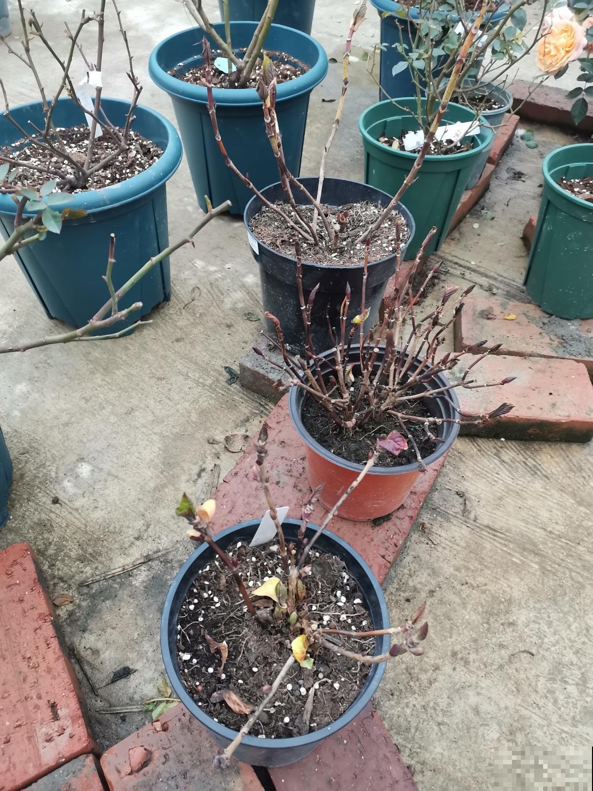 5种花，春天别在花市买，小心有诈
