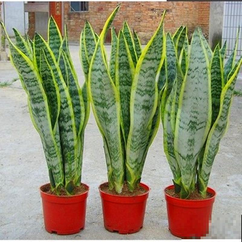 两种虎皮兰长相不一样,养殖却差不多,学会这3点长势更好 两种虎皮兰长相不一样,养殖却差不多,学会这3点长势更好