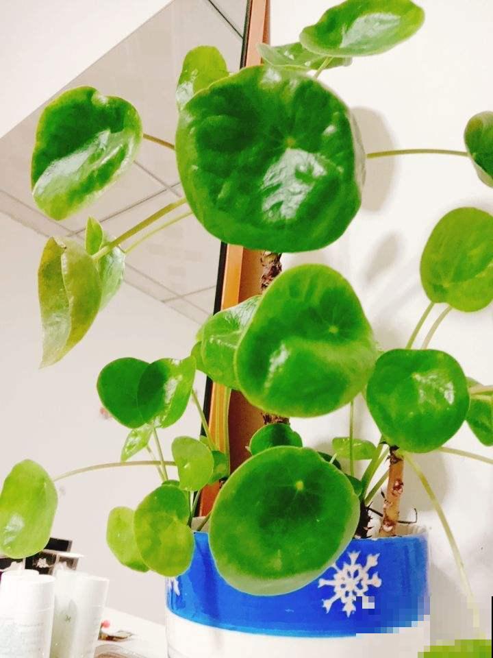 清新可爱的镜面草，国内当野草，国外当个宝，生机感十足