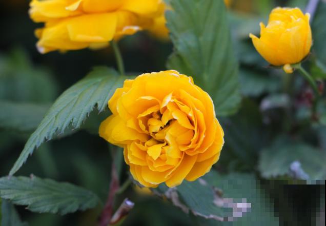 养殖植物，这5种生长调节剂的功效要了解，才能养好