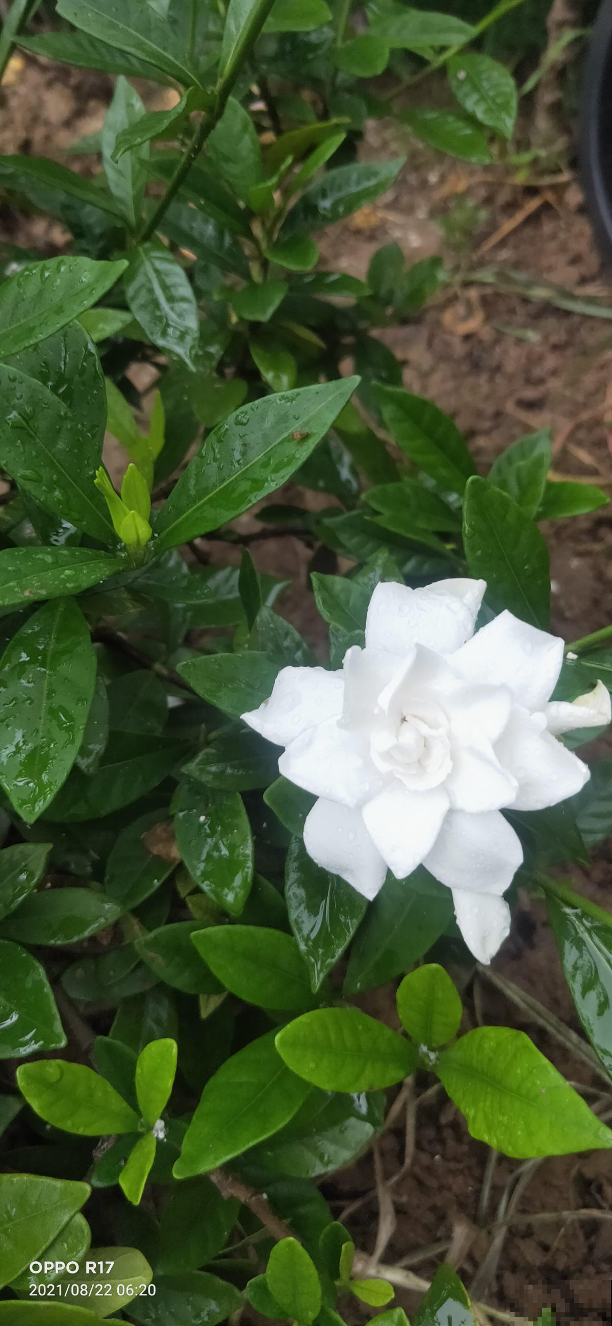 天然的香水“栀子花”，切记不要放卧室，有毒对身体不好