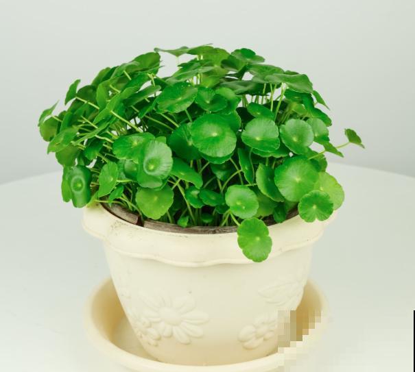 1种草薅一把插水里,3天生根7天长叶,满盆绿油油 1种草薅一把插水里,3天生根7天长叶,满盆绿油油