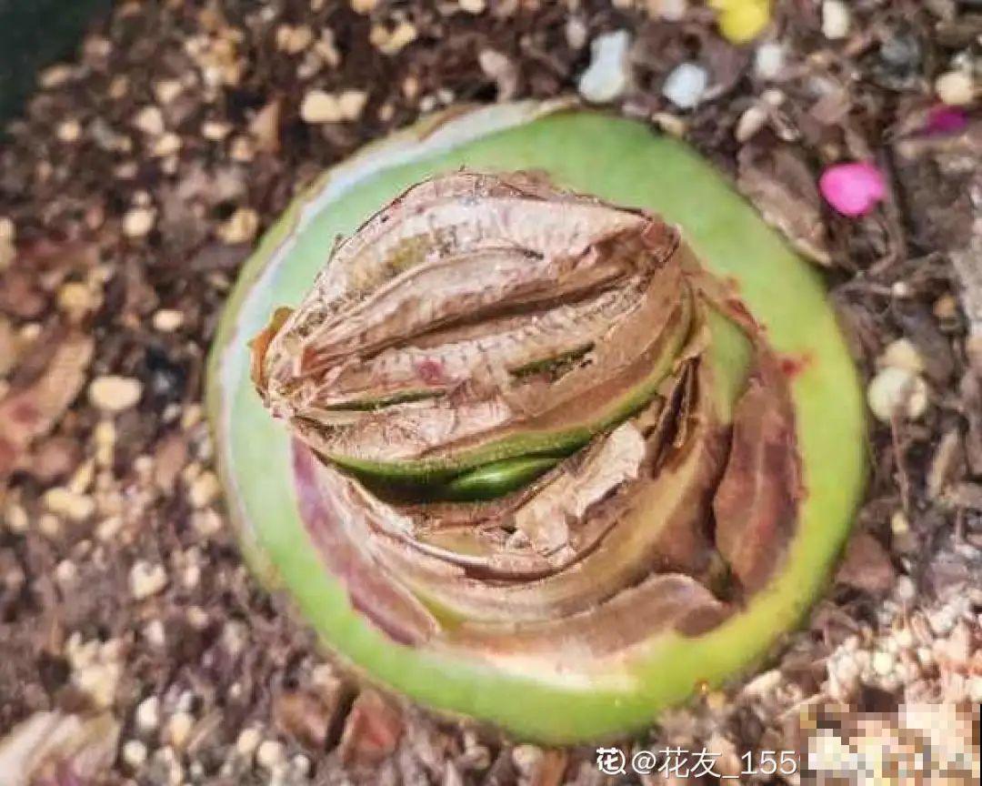 3个症状，说明花缺肥了，赶快补上，下个月大爆花