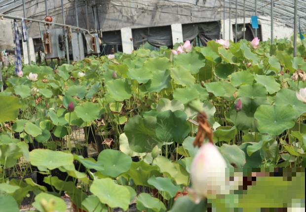 荷花只长叶子不开花,不要担心,知道这3点轻松解决 荷花只长叶子不开花,不要担心,知道这3点轻松解决