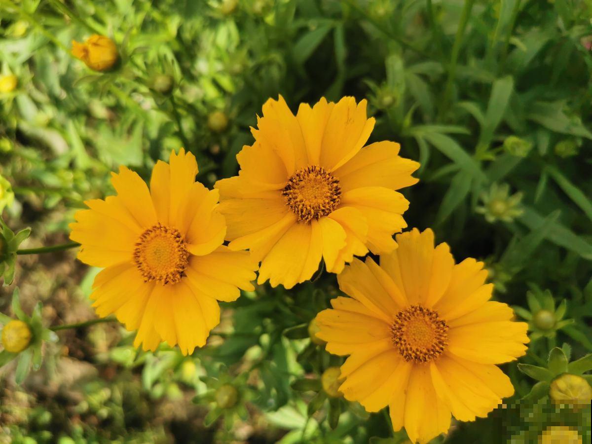 好看又好养的4种“种球花”,一年养出一窝崽,真壮观 好看又好养的4种“种球花”,一年养出一窝崽,真壮观