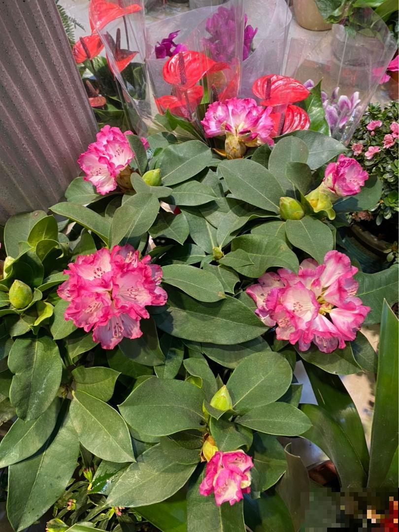 春天爆开花的高山杜鹃，剪个枝条插土里，能生好几盆，不用花钱买