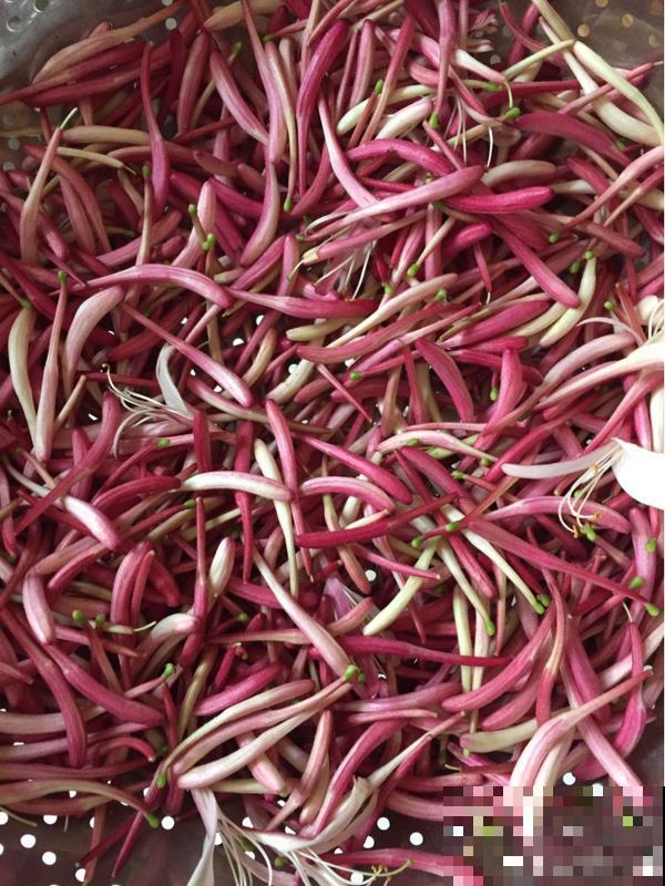 家里养盆新型品种金银花，下个月开出三色花瀑布，满院子飘香