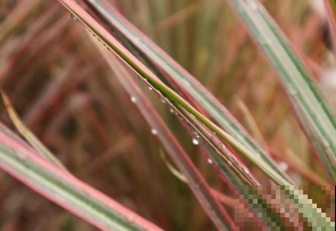 1种树被称作“七彩树”，耐阴颜值高，越养越上瘾