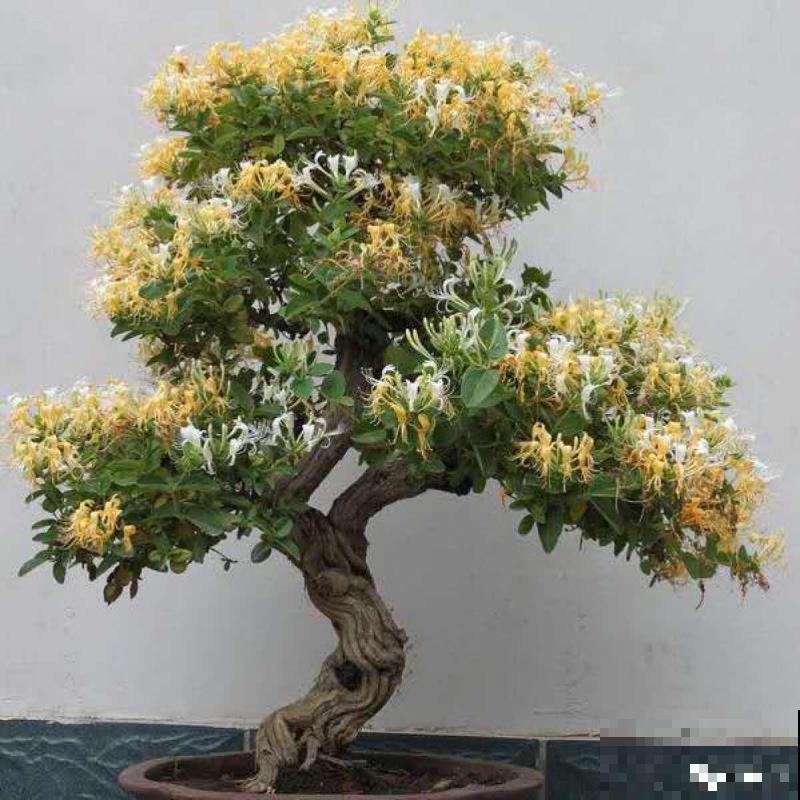 家里养盆新型品种金银花，下个月开出三色花瀑布，满院子飘香