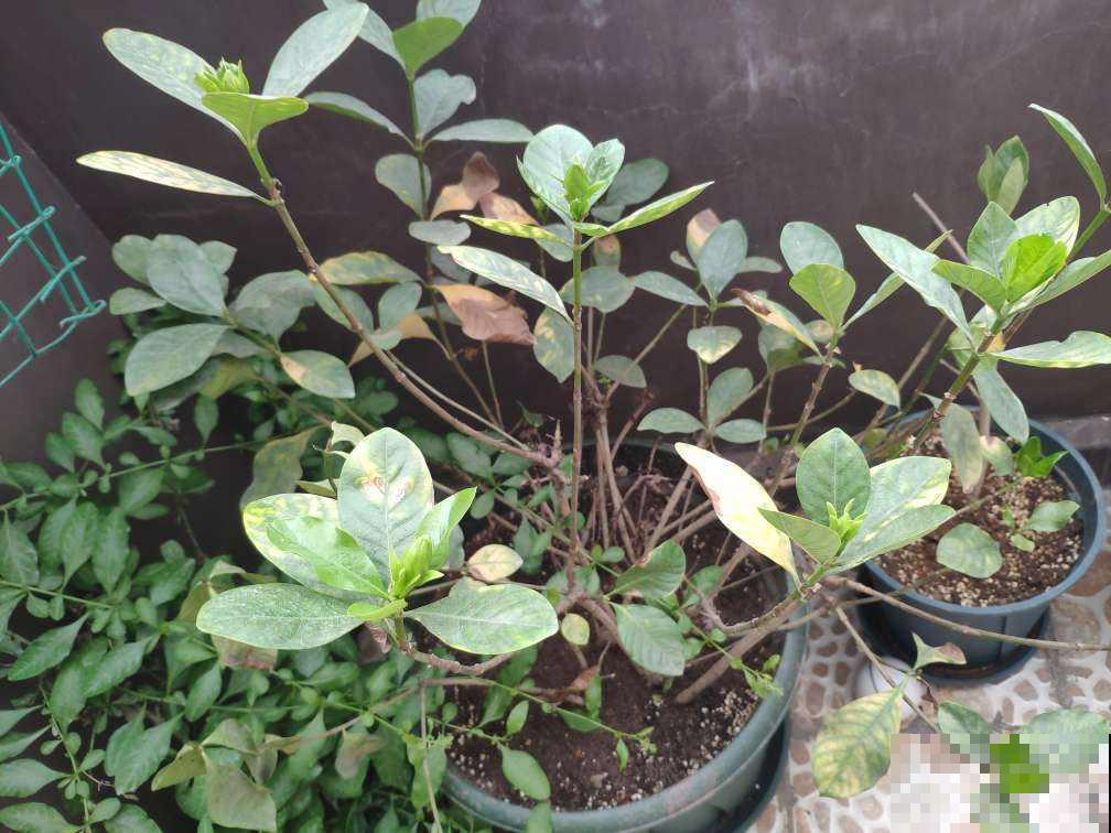 羊粪松土鸡粪上劲，养花要记住的口诀，记住了你也能养好花