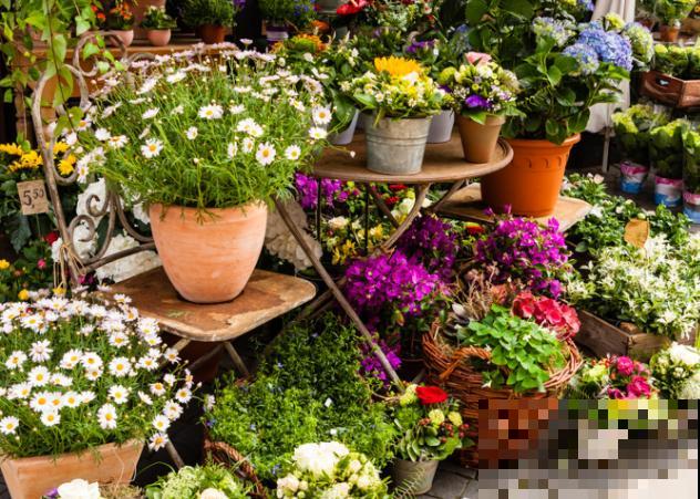 花土里出现一层白色，可能是这3种原因导致，平时养护要注意