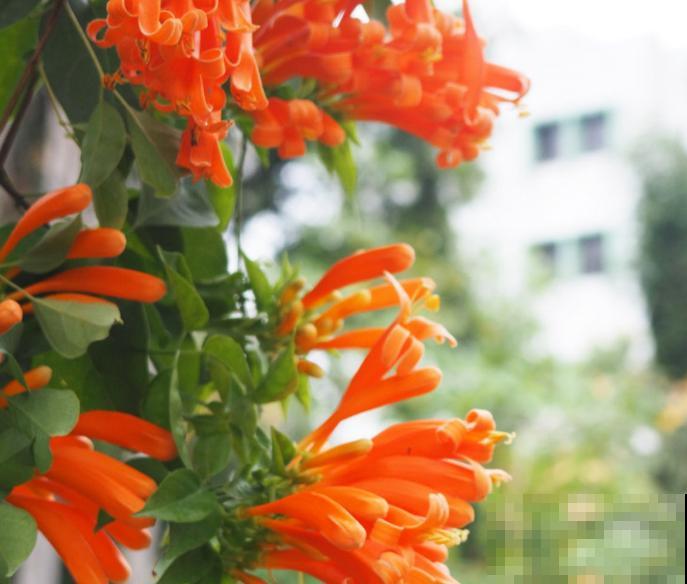 凌霄花和炮仗花区别不开，知道这5步，再也认不错