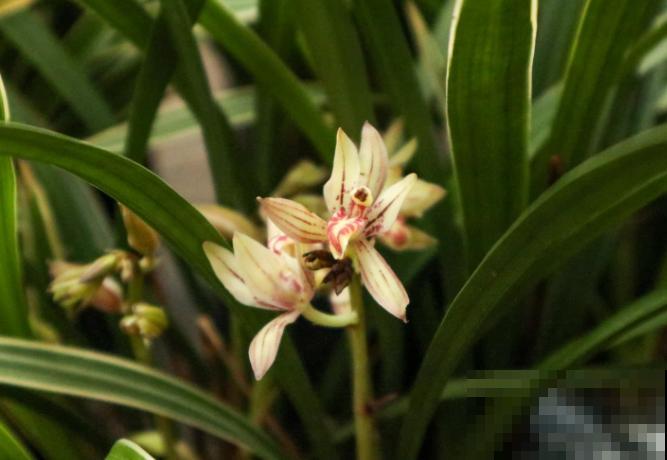 室内养4种花，呼呼爆花花芽，好养的很