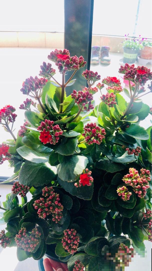 冬天扦插3种花，比暖和时更容易生根，两个月就能开花