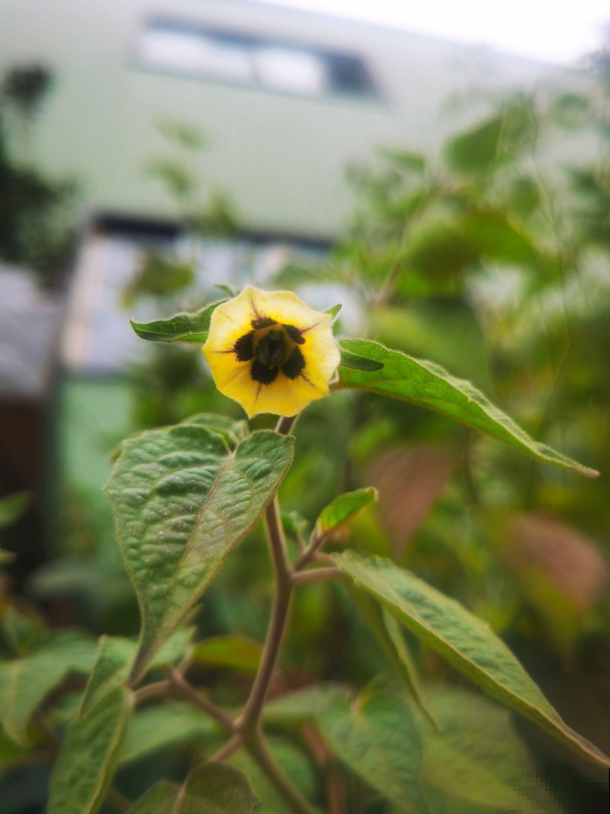 小时候常见的10种野果，9成人叫不全名字，你能叫上几个？