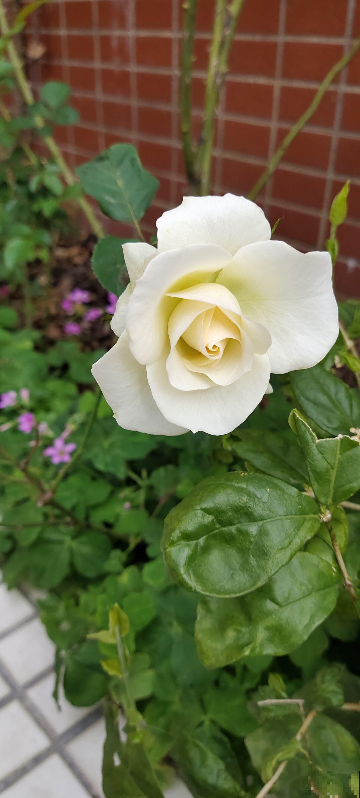 初春赶紧养“花园三剑客”,两个月后就爆花,院子变花园 初春赶紧养“花园三剑客”,两个月后就爆花,院子变花园