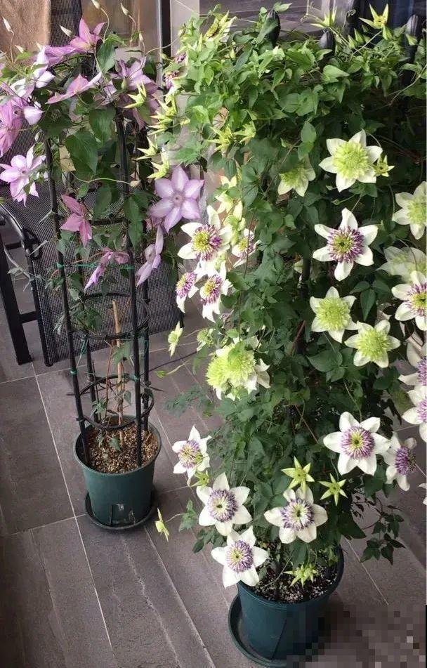 花园三剑客也要换盆,越冷长得越旺,明年呼呼开花 花园三剑客也要换盆,越冷长得越旺,明年呼呼开花