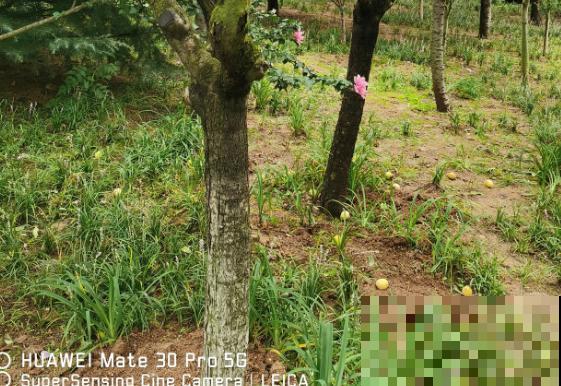 树木刷白灰，主要起到这3点作用，赶紧了解一下吧