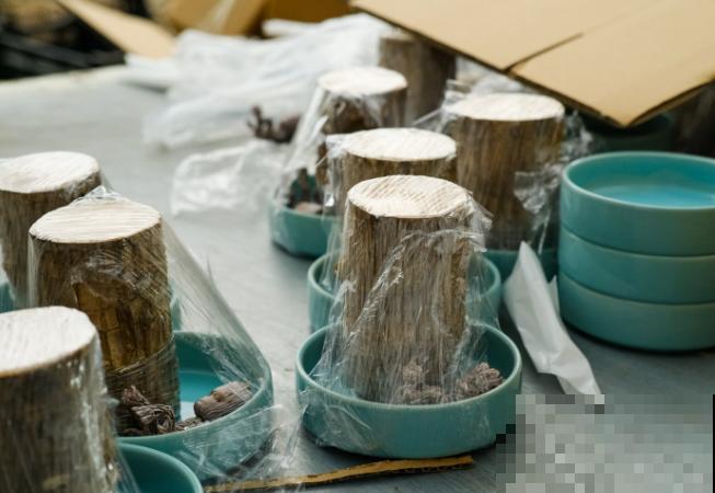 一块木头扔水里，3天长出小绿叶，养护太简单