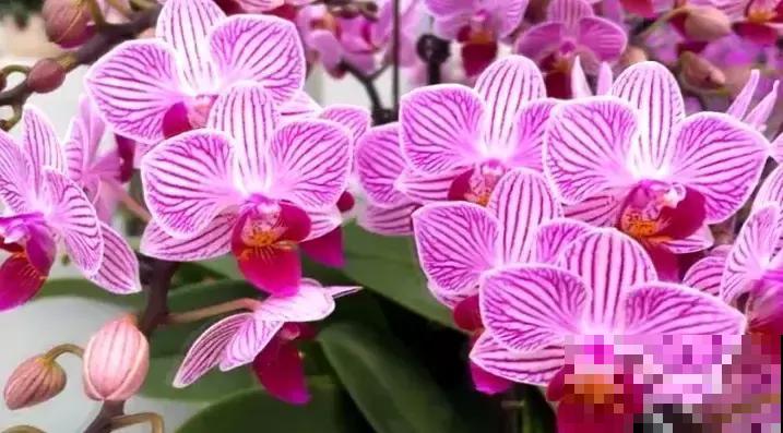 年后赶紧去花市捡漏，年前好几百的花，年后“给钱就卖”