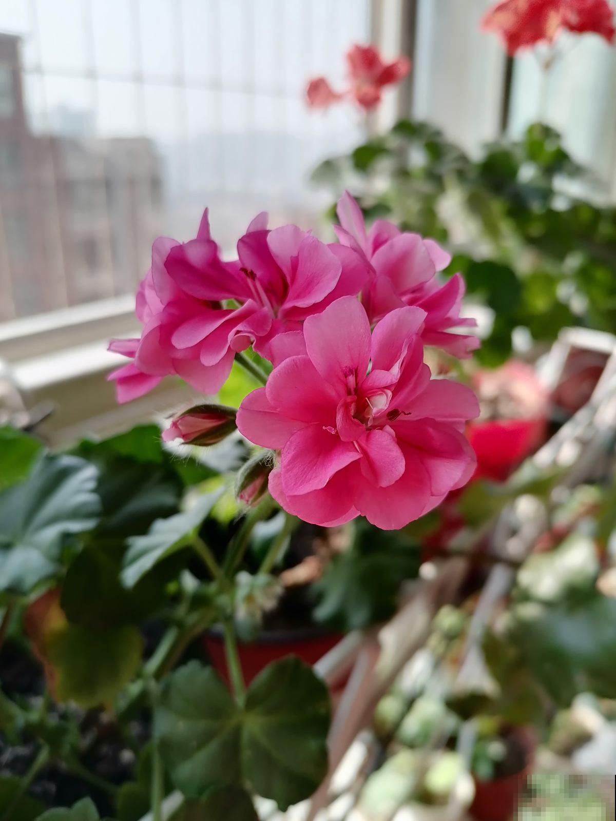 7种花，在封闭阳台也能爆花，美过露天养