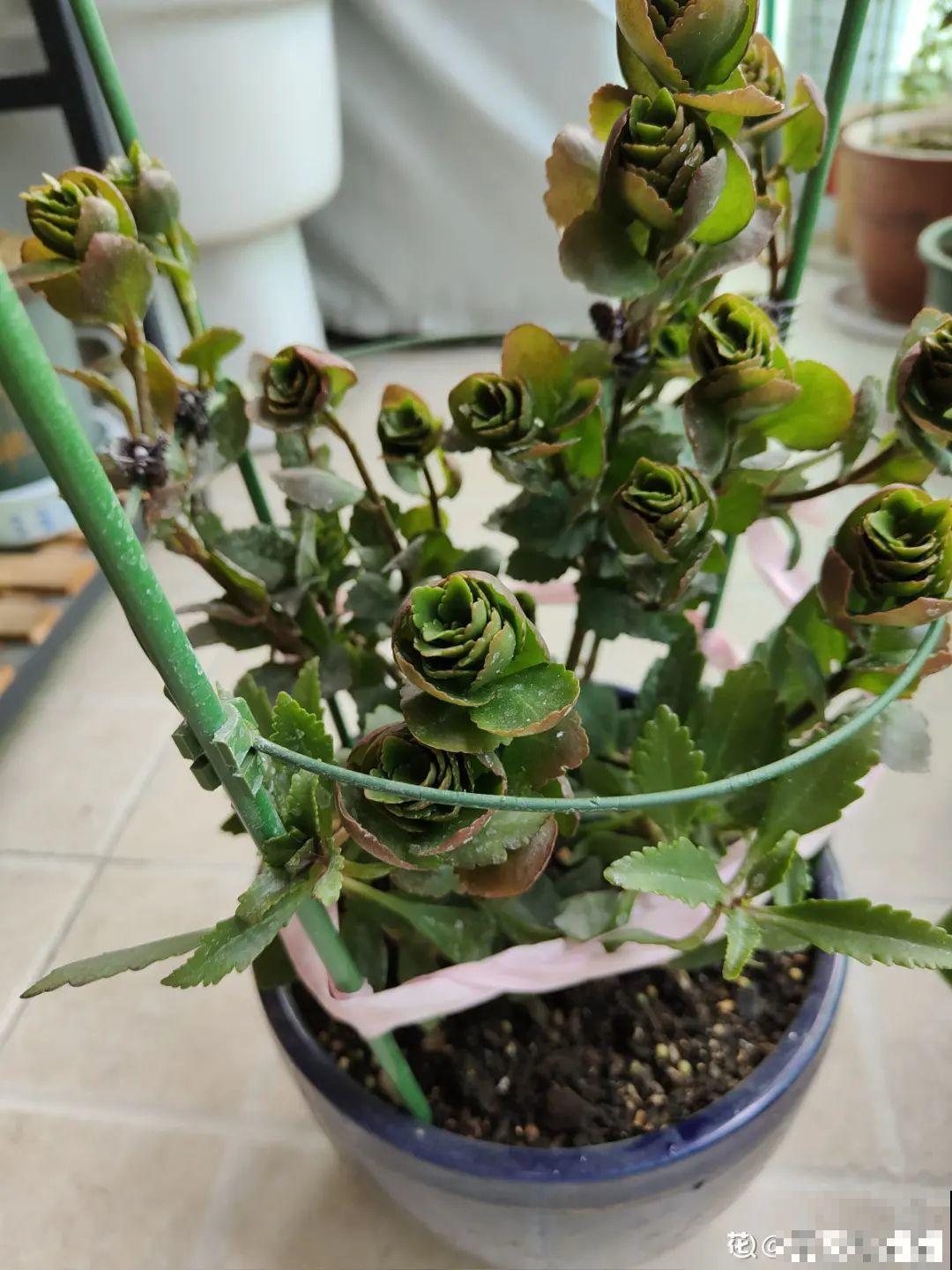 年前不敢买的“贵货花”，现在捡漏，价格低到“不可思议”