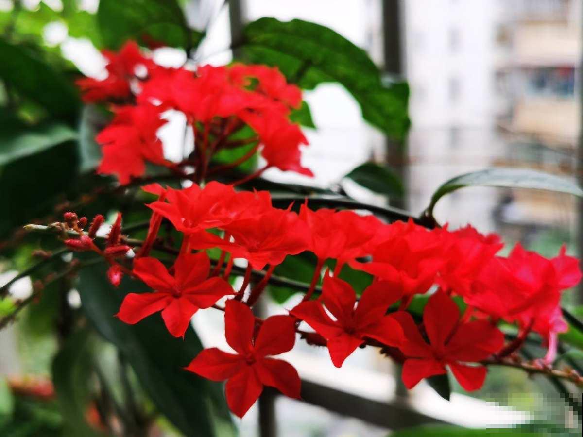 立春了，花草也别搬出去，冻死还是很容易